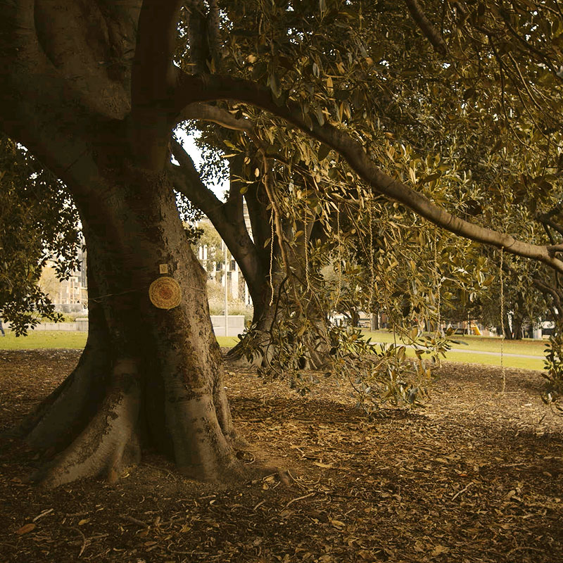 Heartree: Featured Image