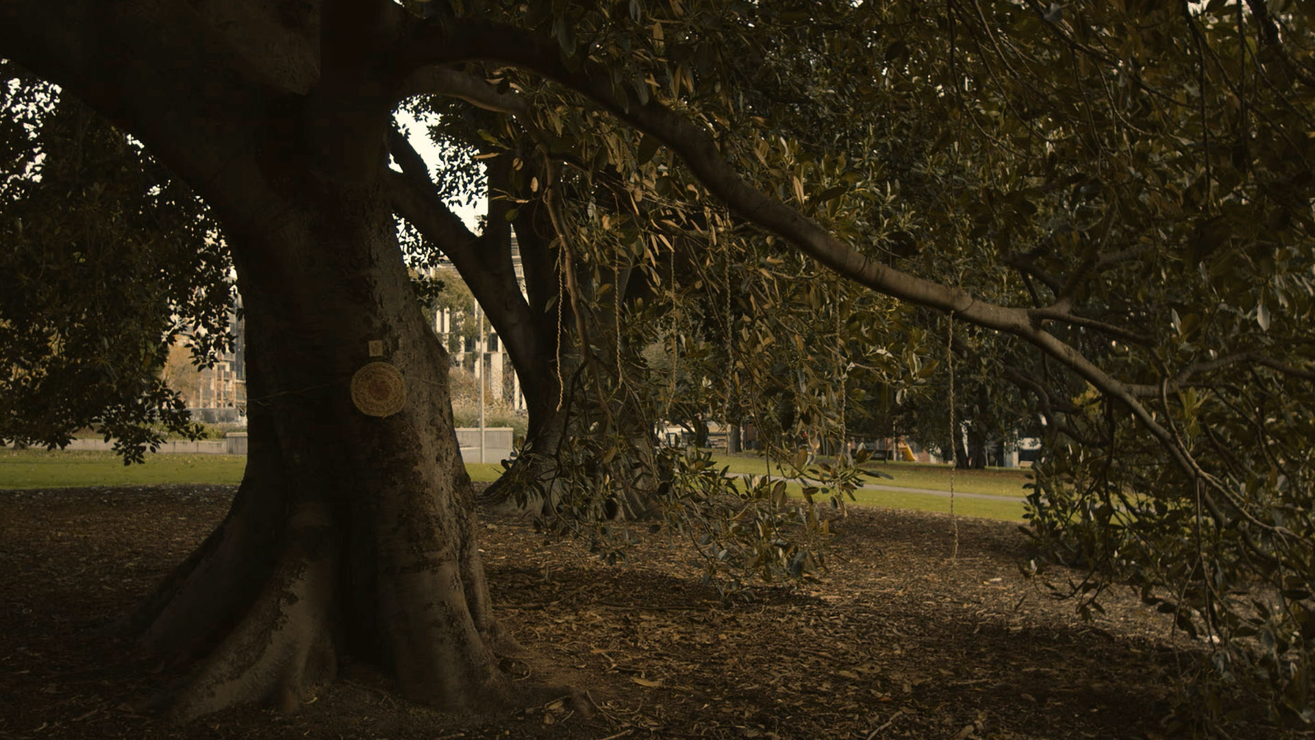 Wide shot of Heartree installation.